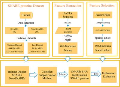 SNAREs-SAP: SNARE Proteins Identification With PSSM Profiles